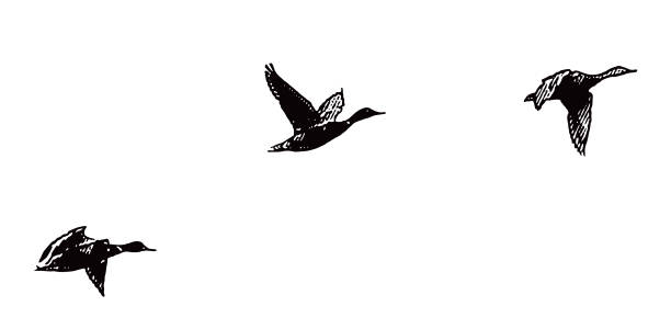 Mallard Ducks flying in formation vector art illustration