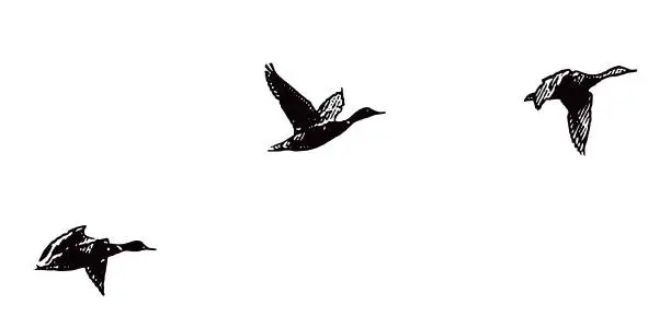 Vector illustration of Mallard Ducks flying in formation