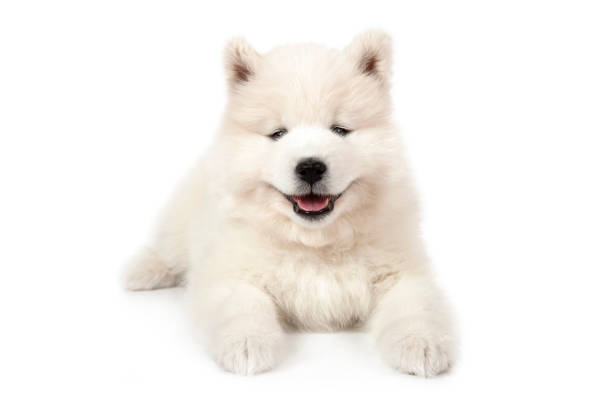 Samoyed puppy dog lying down over white stock photo