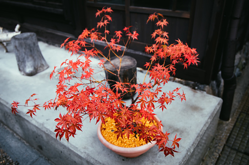 A potted red maple tree. Selective focus.