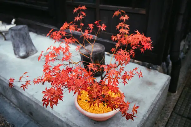 Photo of A potted red maple tree.