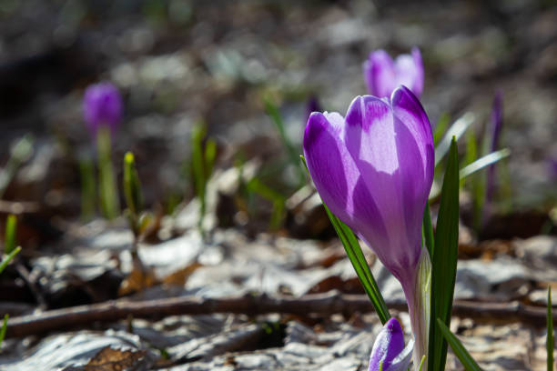 istock Sunlit purple crocus flowers, Crocus tommasinianus, Barr's purple, blooming in Spring, side view, green foliage background 1391626170