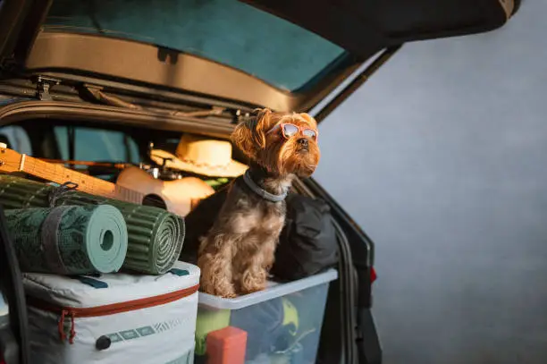 Adorable dog in a full car trunk ready for vacation.