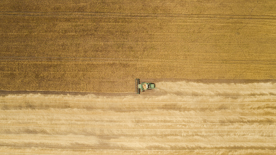 Aerial view of the field on which the harvester harvests wheat, oats, corn, cereals, barley. Top view. View from above