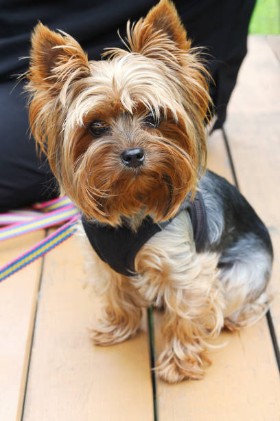istock cute little Yorkshire terrier close up 1391635140