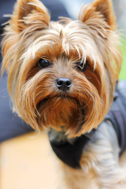 istock cute little Yorkshire terrier close up 1391635141