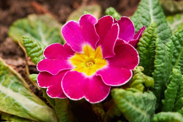 Primrose flowers (Primula vulgaris). Spring primroses flowers, primula polyanthus. Herbal Medicine. Primula bush growing in the garden.