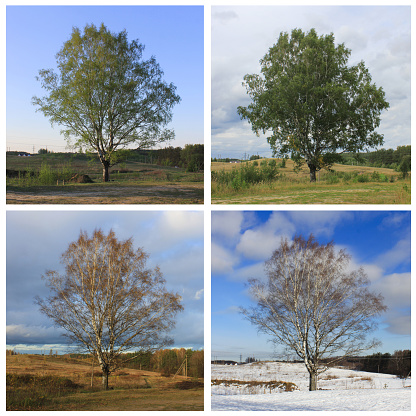 landscape changes by seasons. birch in the field in spring, summer, autumn, winter. collage of 4 seasons, different pictures tree, same spot, place