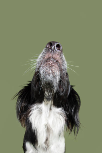 istock Close-up border collie dog looking up. Isolated on green colored background 1391638196