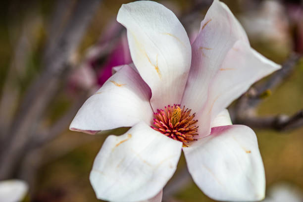 istock Blooming magnolia tree in spring on pastel bokeh 1391638320