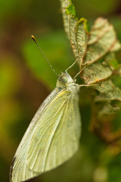 istock Butterfly Gonepteryx rhamni 1391638332