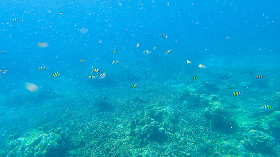 4K footage : Snorkeling underwater experience with Coral reefs and schools of colorful coral fish in Surin islands national park, Phang Nga, Thailand.