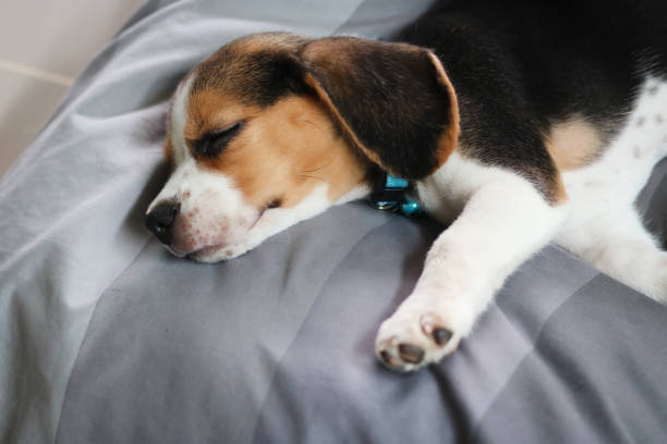 istock Cute beagle puppy is lying on a gray cloth with the morning sun. 1391638596