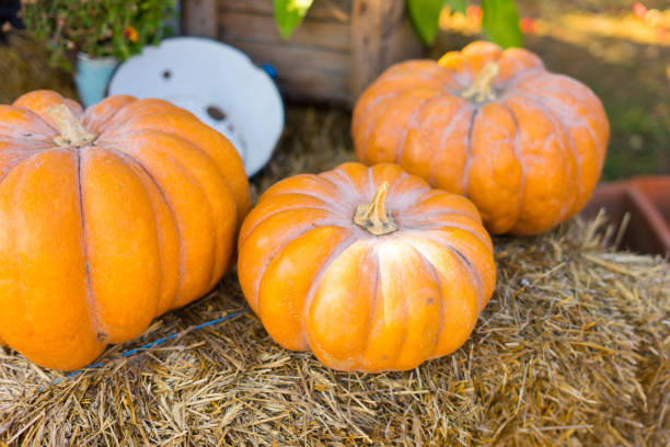 istock pumpkins in an autumn garden 1391638765