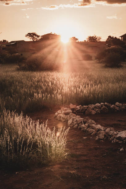 After the first rain in 8 years, the Namibian Kalahari Desert is facing a natural phenomenon of being a green desert.