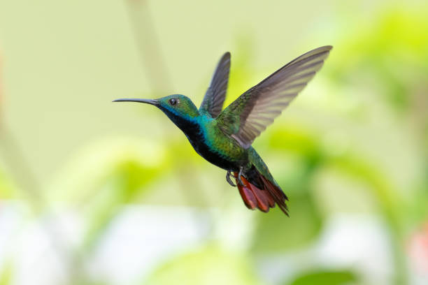 потрясающий и красочный тропический колибри, парящий в саду. - колибри фотографии стоковые фото и изображения