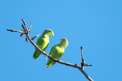 Two Green-rumped Parrotlets parakeets, Forpus passerinus, having a conversation and playing. Two cute birds talking and having a conversation.