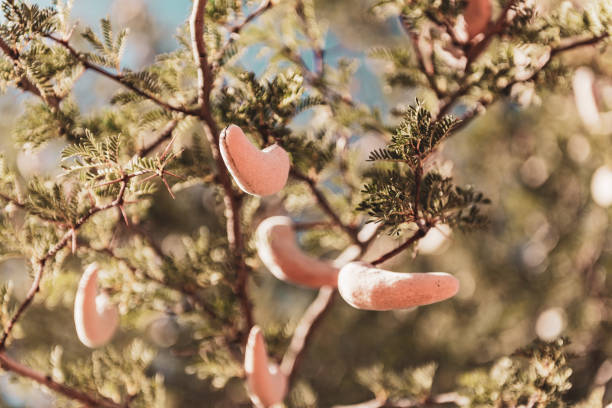 Camelthorn tree (Acacia erioloba) with its seed pods in Namibia, Africa.