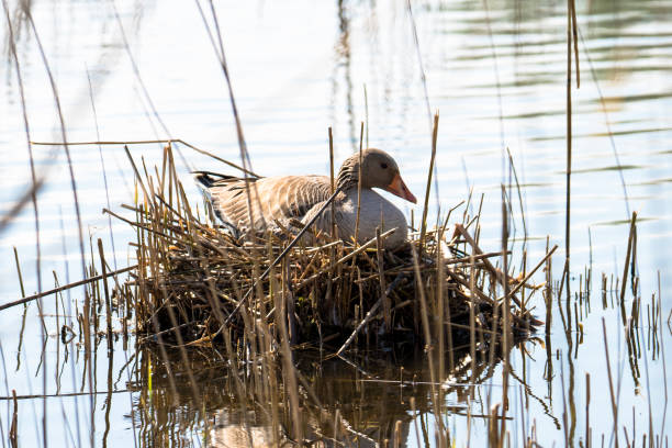 Greylag goose on the nest A greylag goose (Anser anser) is sitting on its nest in the reeds in the lake Lepelaar in the Harderbos near Biddinghuizen. greylag goose stock pictures, royalty-free photos & images