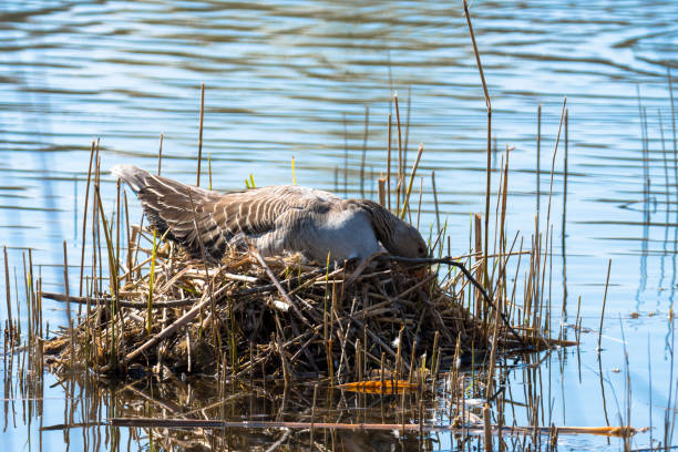 istock Greylag goose on the nest 1391639683