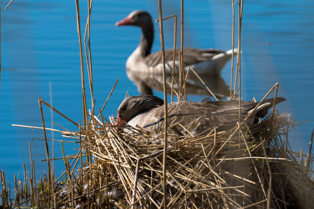 istock Greylag goose on the nest 1391639684