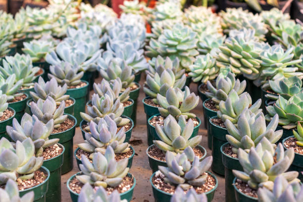 istock succulent plants for sale in a plant nursery 1391640453