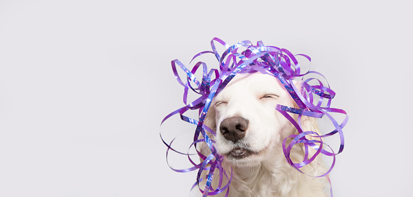 Funny puppy dog celebrating birthday, carnival or mother's day with a purple ribbon decoration.. Isolated on white background