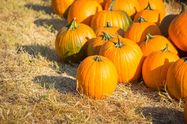 istock orange pumpkins, autumn harvest 1391640527