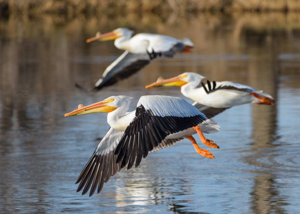 istock Migratory birds in Colorado. American White Pelican in flight. 1391640622