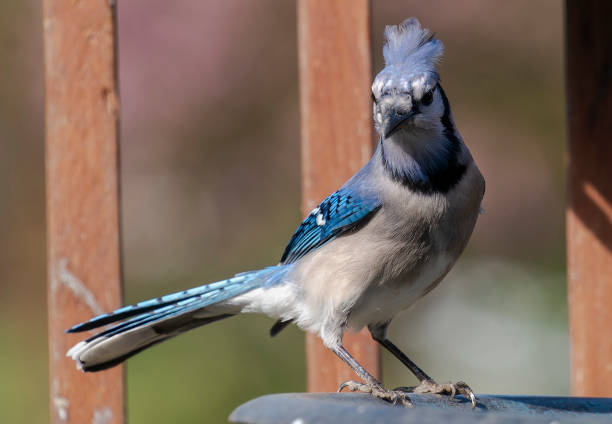 istock Bluejay on the rim of the bird bath 1391641738