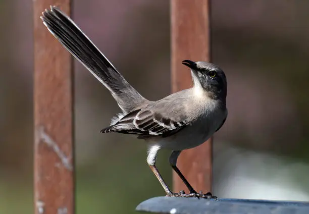 Photo of Northern Mockingbird on the rim of the bird bath