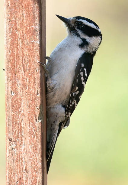 istock Woodpecker perched high in the garden 1391641759