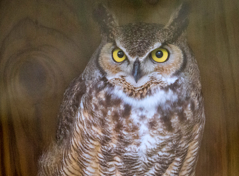 Close up of a Great Horned Owl.