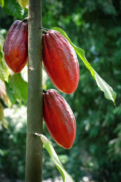 istock Ripe red cocoa fruits in rainforest 1391642103