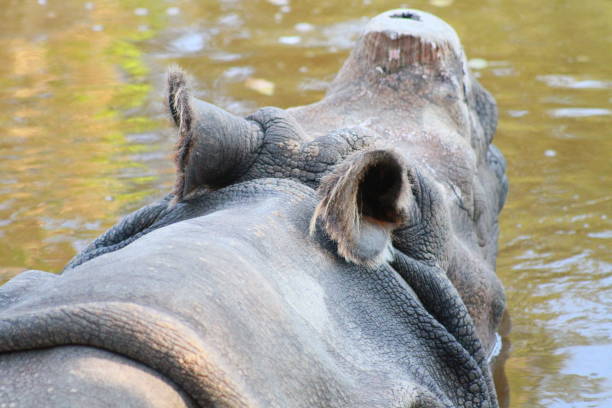 istock hippopotamus - mammal 1391643466