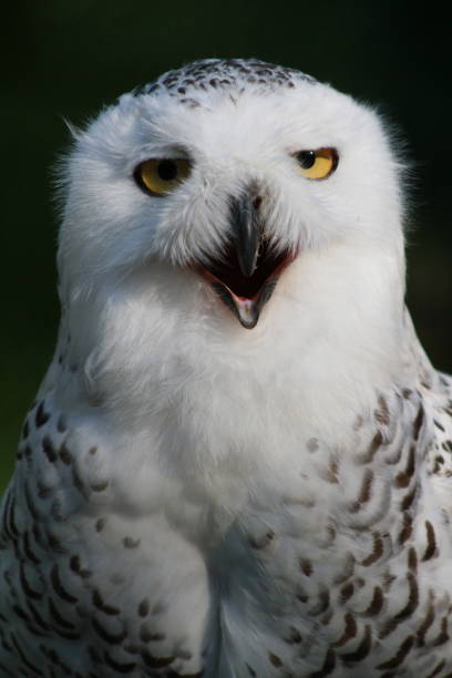 istock eagle - animal - wildlife 1391643474