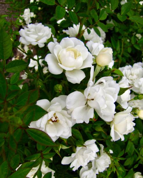 istock white rose flowers in the park 1391643793