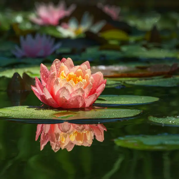 Photo of Magic big bright pink-orange water lily or lotus flower Perry's Orange Sunset in pond. Nymphaea with water drops, reflected in water. Flower landscape for nature wallpaper