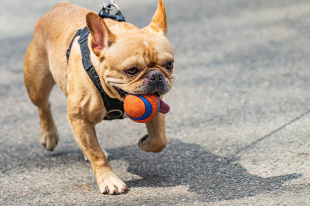뉴욕시 탄 프렌치 불독, 입과 혀로 공을 들고 걷다 - dog leash pets playing 뉴스 사진 이미지