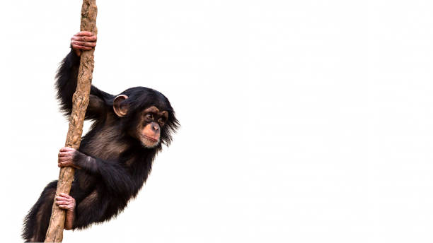 baby-schimpanse schwingt von einer rebe - schimpansen gattung stock-fotos und bilder