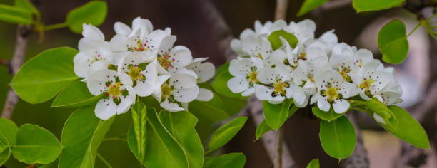 istock closeup apple tree branch in blossom, natural spring background 1391646537