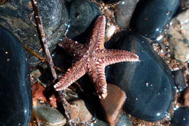 istock Starfish on cliffs in water, common starfish with sunny day on the pebble beach, top view, selective focus 1391647197