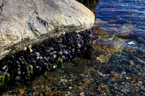 Bunch of mussel in the water, mussels gathered around a big rock in the clear sea