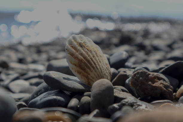 Close-Up Seashells on the Beach
