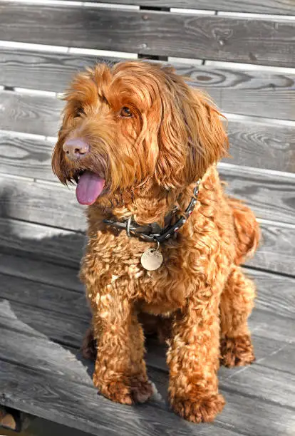 Photo of Brown Labradoodle, crossbreed dog created by crossing Labrador Retriever and Poodle. Focus on head