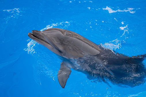 Close-up dolphin in dolphinarium.