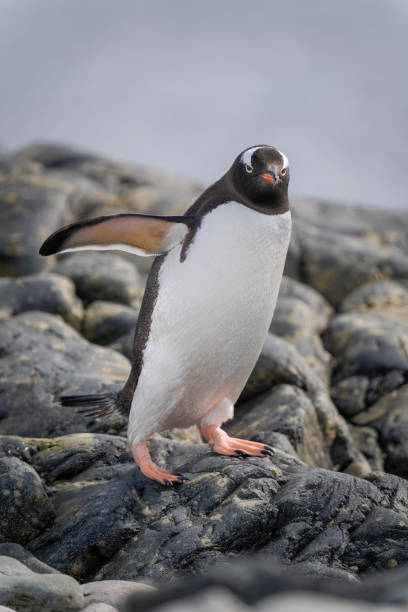 istock Gentoo penguin on rocks balancing with flippers 1391648212