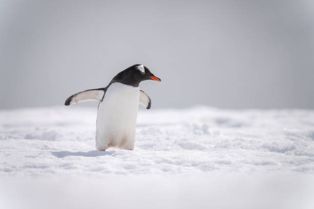 istock Gentoo penguin on snow holding out flippers 1391648219