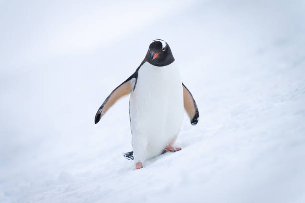 istock Gentoo penguin on snowy hill watching camera 1391648221