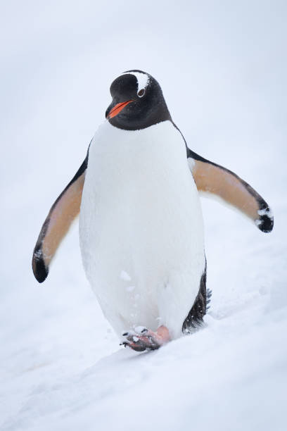 istock Gentoo penguin on snowy slope raising foot 1391648231